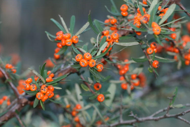 “Pyracantha” is also good shrubs for a wildlife garden, providing dense cover for roosting and nesting birds, summer flowers for bees and a plenty of berries as a food source.