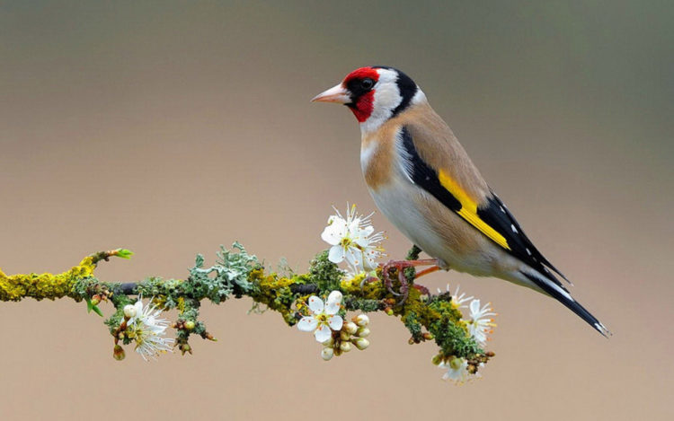 The goldfinch size is about 12 to 13 cm long with a wingspan is 21 to 25 cm and a weight of 14 to 19 gram. 