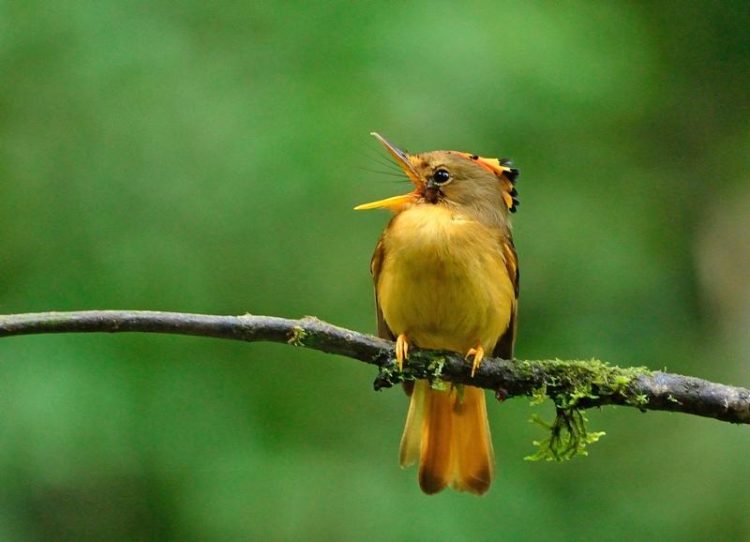 This stunning Brazilian endemic inhabits the understory of lowland and lower montane Atlantic forest, up to 800 metres above sea level. 