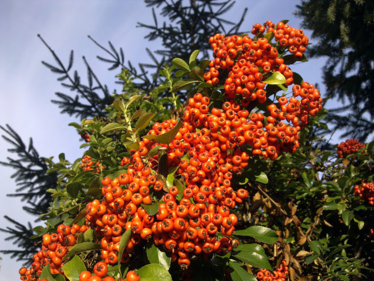 Pyracantha a good shrubs for wildlife garden provides dense cover for roosting and nesting birds summer flowers for bees and plenty of berries