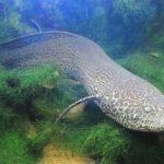A speckle-bellied lungfish (Protopterus aethiopicus), in Toba Aquarium, Mie-ken, Japan.