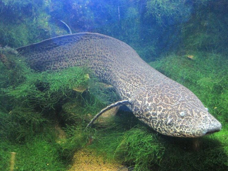 The lungfish known as “salamanderfish”, famous for its ability to live on land, without water and food, for months on end, and sometimes even years. 