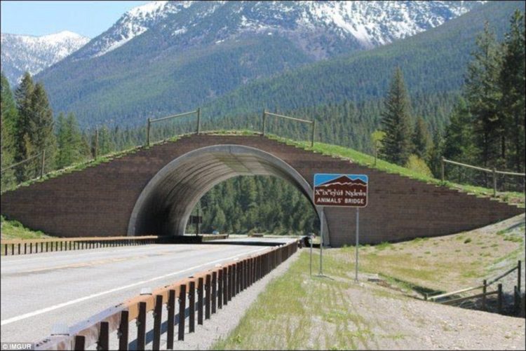 Animals' Bridge lies on the Flathead Indian Reservation in Montana, and was designed to be used by bears, deer, elk, mountain lions, and others