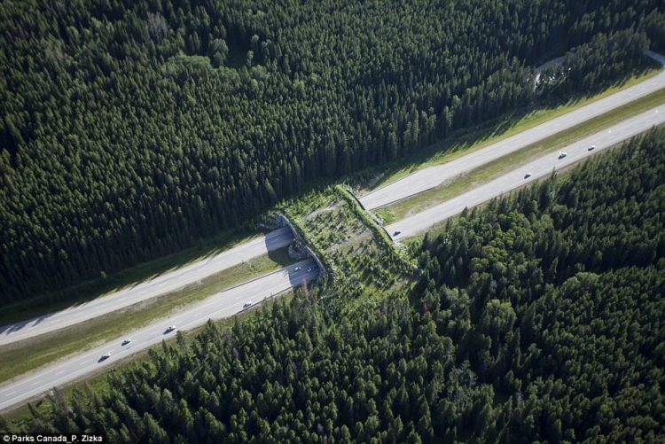 In Canada's Banff National Park in Alberta, 24 green overpasses like this one have been built over the busy highways to help animals including bears, moose and wolves cross safely