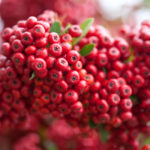Birds love the berries of the “Pyracantha” and take shelter from wintry blasts all through the long cold season and spring bloom is just the icing on the cake.