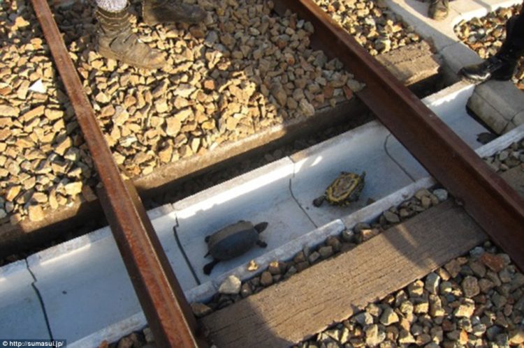 The West Japan Railway Company joined up with Suma Aqualife Park in Kobe to build this tunnel, which helps turtles cross under the tracks as they head for the ocean during summer