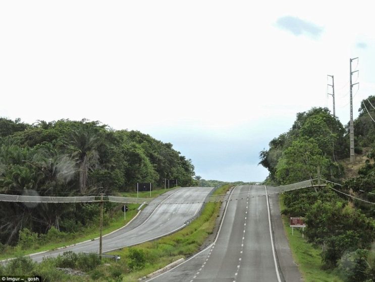 This netted crossing was built primarily for monkeys to make their way over a road in Bahia, Brazil