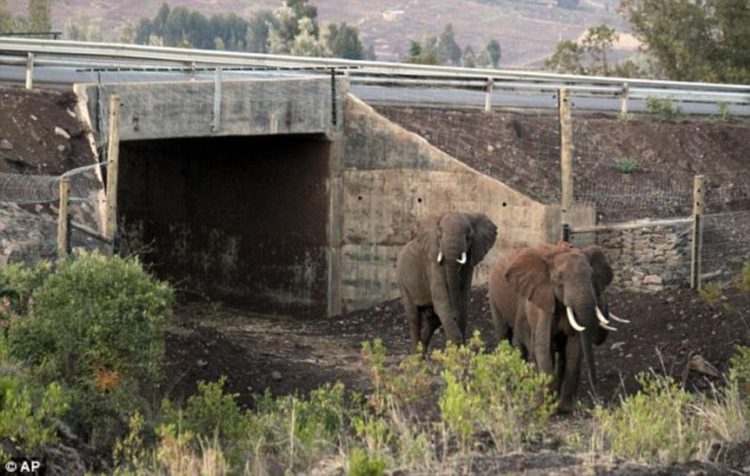 This tunnel connects two wilderness areas in Kenya, allowing elephants to pass between them while avoiding vehicle