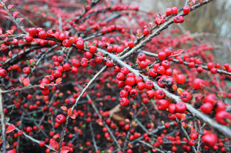 “Pyracantha” berries are mildly poisonous as their seeds contain cyanogenic glycosides, however in some colder countries “Pyracantha” and the related genus Cotoneaster are valuable sources of nectar when often the bees have little other forage during the June Gap. 