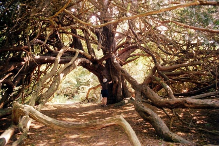 The Ancient Yew Forest of Kingley Vale is tucked between Stoke Down and Bow Hill, adjacent the village of West Stoke just 3 miles north west of Chichester, in West Sussex in southern England,