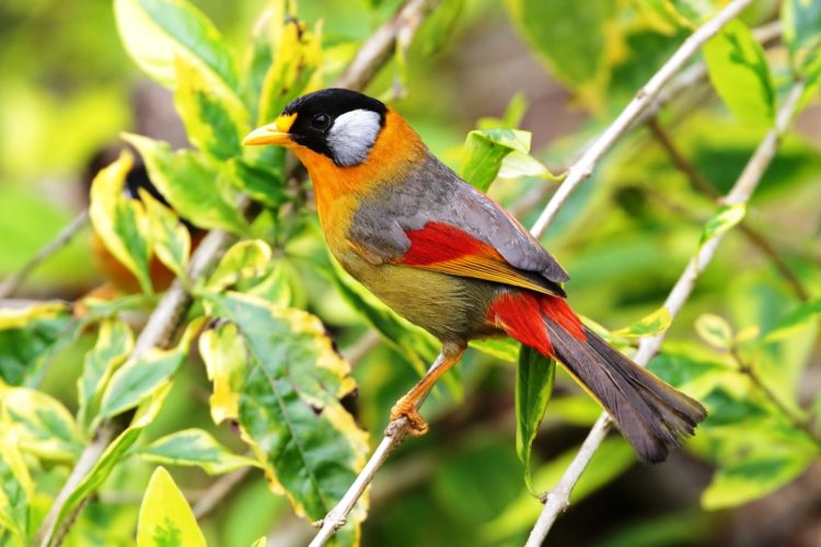 The Silver-eared Mesia (Leiothrix argentauris) was once placed in the large Old World babbler family Timaliidae. 