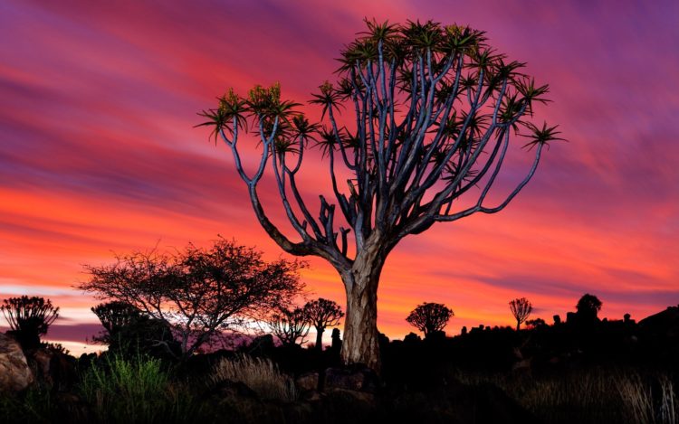 That in itself is a way of escaping the worst of the devastating heat and reducing the amount of moisture inevitably lost by evaporation from the surface of their leaves. The tree is protected by law in South Africa, and the Quiver Tree Forest is a national monument of Namibia. 