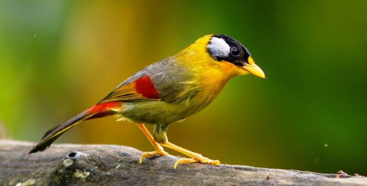The eye-catching Silver-eared Mesia is a local resident in the foothills of the Himalayas. The birds like cool climate, but it is also a resident of the sub-montane forest of Peninsula Malaysia. 