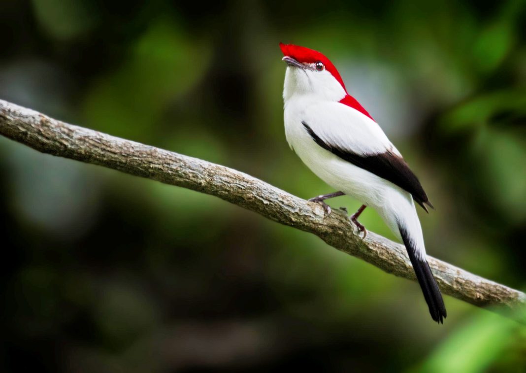 Araripe Manakin is a colorful and critically endangered species, which numbers are decreasing over the years and currently it is no more than 800 species.