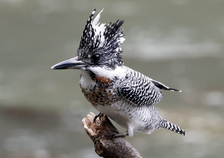 The Crested Kingfisher is a species of bird in the Alcedinidae family. This bird is mainly found in Mountain Rivers and larger rivers in the foothills of mountains. 