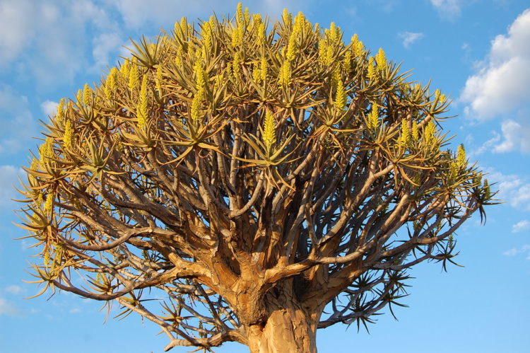 Here grows, on a private farm, about 250 specimens of the quiver tree, or aloe dichotoma, which is a tall, branching species of aloe, indigenous to the Northern Cape region of South Africa, and parts of Southern Namibia. 