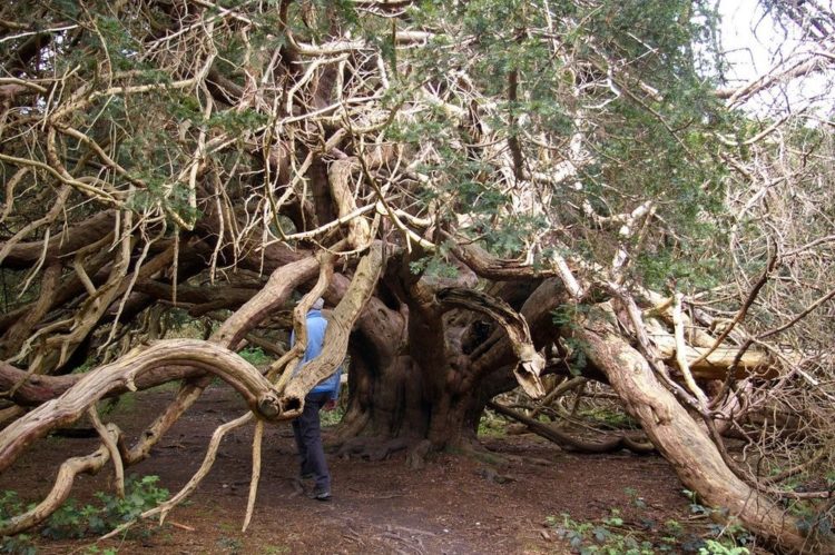 Moreover, according to local folks the yews at Kingley Vale were planted as a memorial for a battle fought between the Vikings and the Anglo Saxons in the year 859, but some sources claim the trees are two thousand years old. 