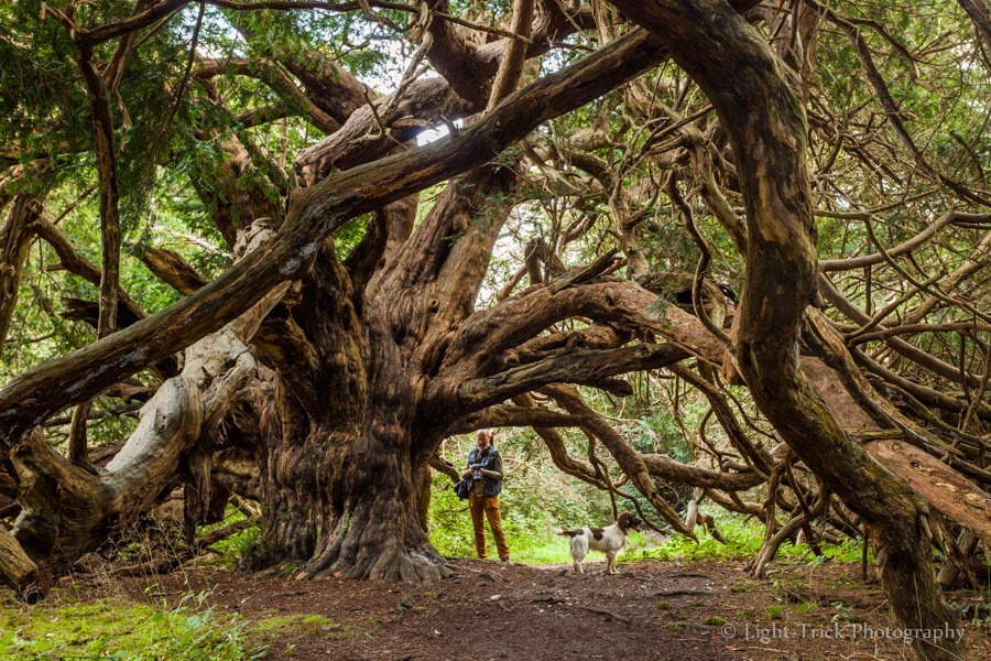 Yews naturally have lifespans between 500 to 600 years, but some specimens can live longer.