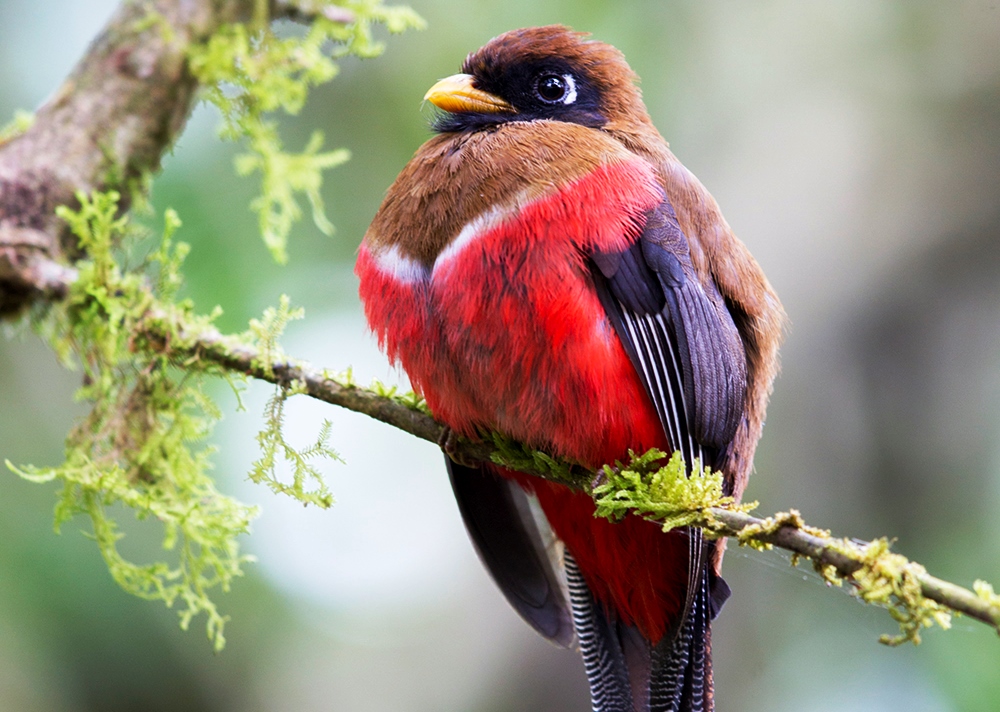 Red-naped Trogon