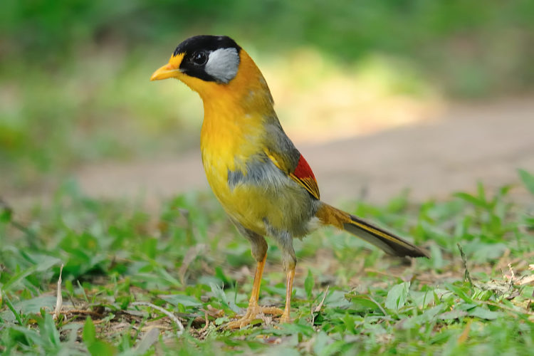 The species has been introduced to Hong Kong from captive stock derived from caged birds. The bird’s upper part has a multicolor, but dull olive back wings in red and Silver. 