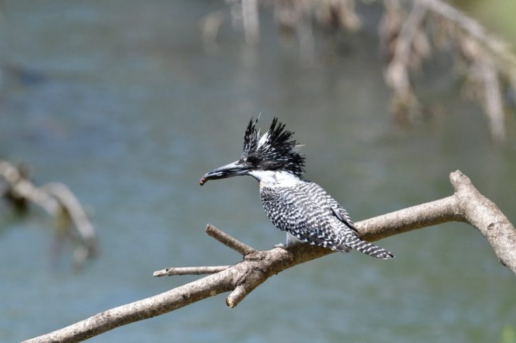 The large black and white kingfisher with evenly barred wings and tail, and lacks a supercilium and has a spotted breast, which is sometimes mixed with rufous. 