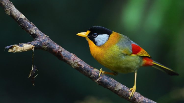 Moreover, throat and the patch behind the head is orange yellow followed by a grey back ending in bright orange red before the tail. The prominent colors are orange-yellow flight feathers with a red base. 