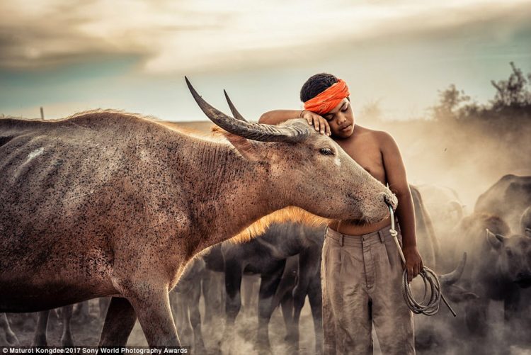 A boy in Nakhon si Thammarat, South Thailand, rests his weary head on a buffalo in the mists of the early morning
