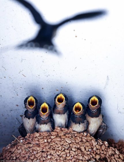 A chorus of five baby swallows eagerly await the return of their mother, who will drop food into their tiny beaks