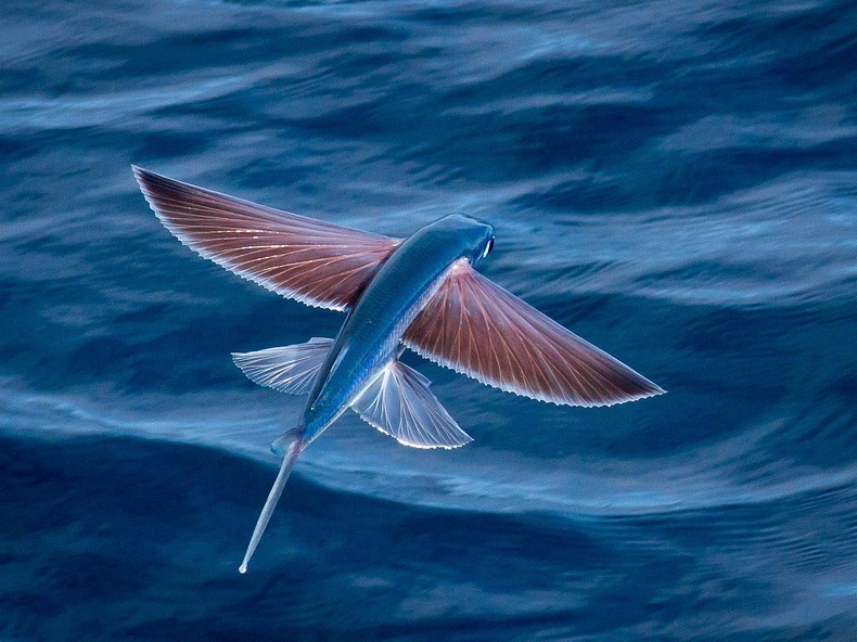 Exocoetidae - Amazing Fish That Flies
