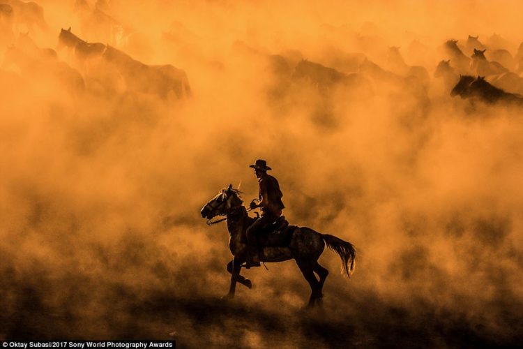 Turkish photographer Oktay Subasi captured this majestic image of a rancher amid a herd of horses cantering through the dust
