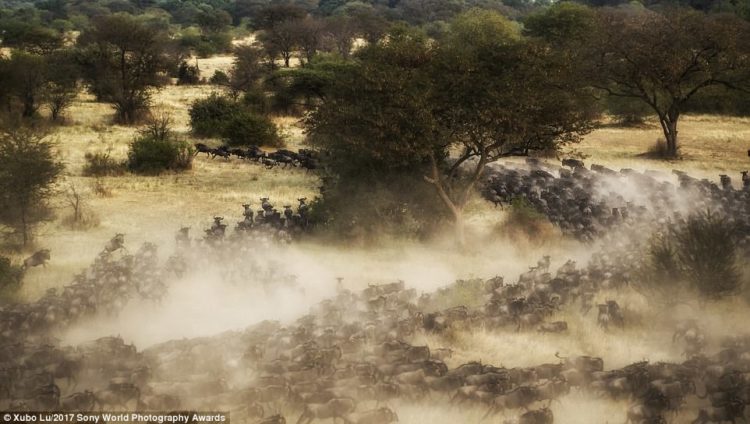The World's Largest Photography Award - Wildebeest kick up clouds of dust as they charge through the African Serengeti during their annual mass-migration