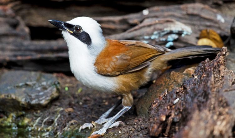 The eye-catching White crested Laughingthrush ((Garrulax leucolophus) is a member of the Leiothrichidae family. 