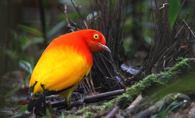 This bird is the first bowerbird described by naturalists, due to male's exquisitely colored plumage. 