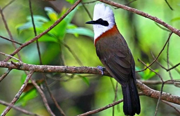 In order to be successful, the parents enlist support. The White-crested Laughing Thrushes rely on older offspring those hatched earlier in the season to support feed and defend the youngest members of the family. 