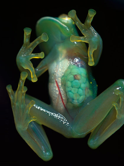 Transparent animals like these frogs are spectacular to see, however glassfrogs are mostly active at night, which makes them very difficult to spot for predators. 