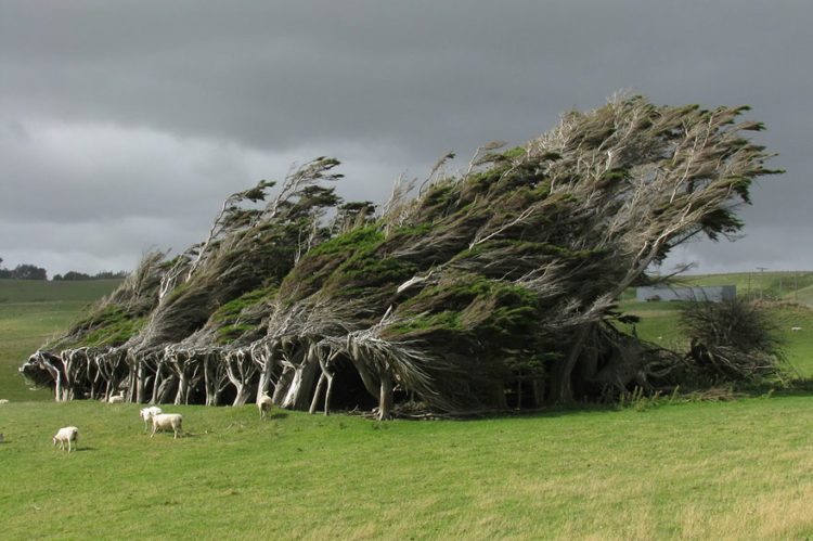 In this region the wind is so strong and persistent, that caused the trees twisted, warped and constantly bent along the direction the wind blows.