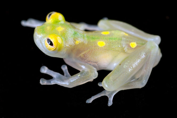 Transparent Glass Frogs - Probably you’ve never seen such breathtaking creatures on earth. Yeah, this is really transparent frogs! Known to eat their own young! EEEK! 
