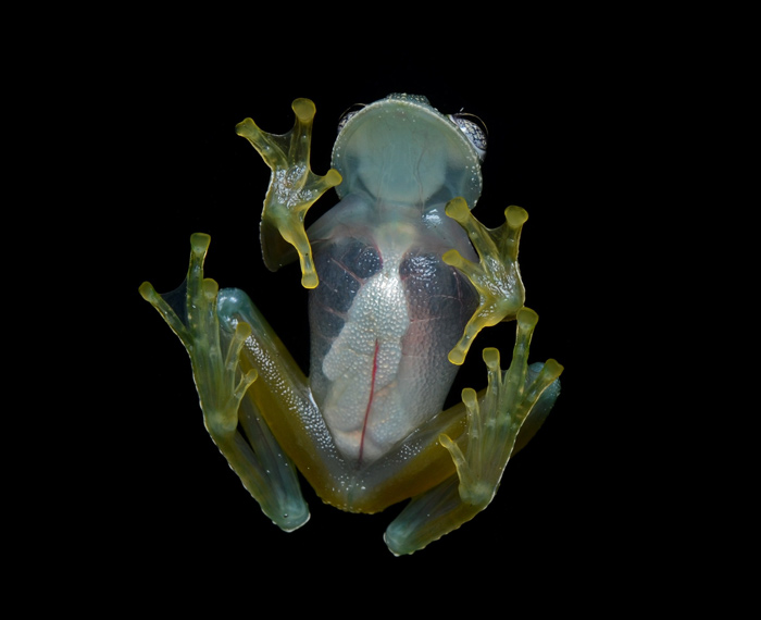 The glass frogs belong to amphibian family Centrolenidae (order Anura). Among the several strange and captivating amphibians on our planet, very special are the Glass Frogs.