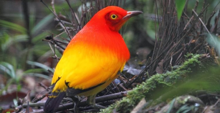 The Flame Bowerbirds named after the elaborate structures, or bowers, built and decorated with colorful objects by the males, bowerbirds have one of the most exclusive courtship rituals in the animal kingdom.