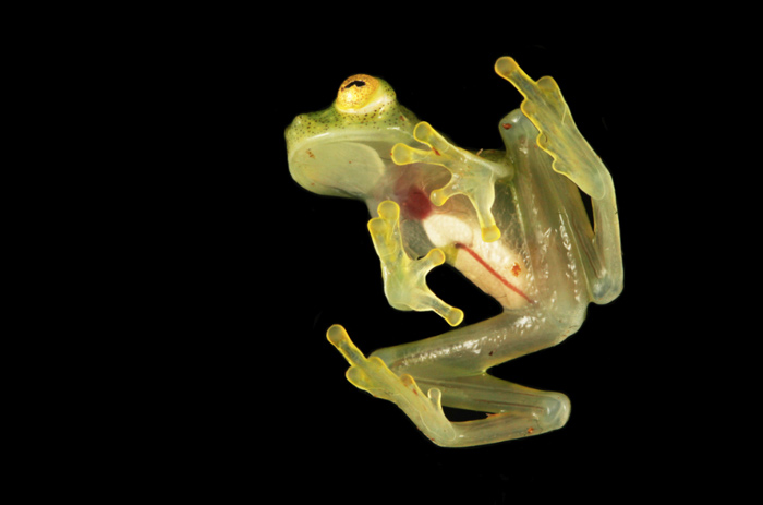 While the general background coloration of most glass frogs is primarily lime green, the abdominal skin of some members of this family is translucent. 