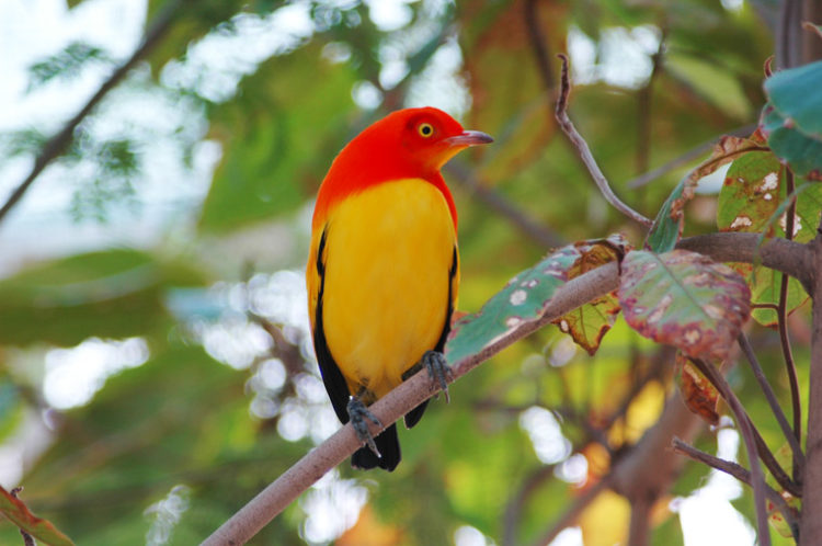 The courtship behavior of the flame bowerbird was filmed by Japanese photographer Tadashi Shimada in Dancers on Fire, a documentary that aired on the Smithsonian Channel.