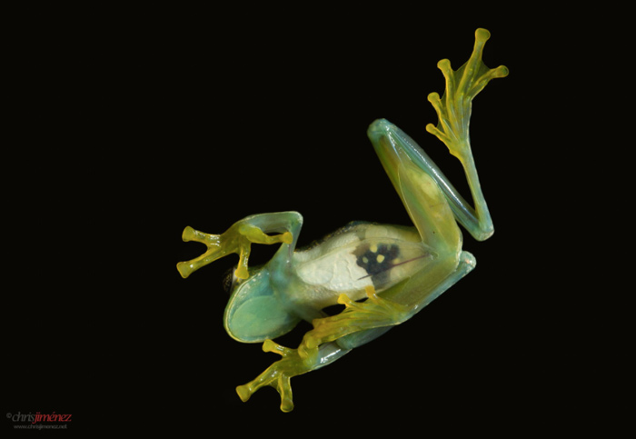 The beautiful Glass frogs are a diverse family, ranging from Mexico to Panama, through the Andes from Venezuela and the island of Tobago to Bolivia, with some species in the Amazon and Orinoco River basins, the Guiana, and southeastern Brazil, and northern Argentina.