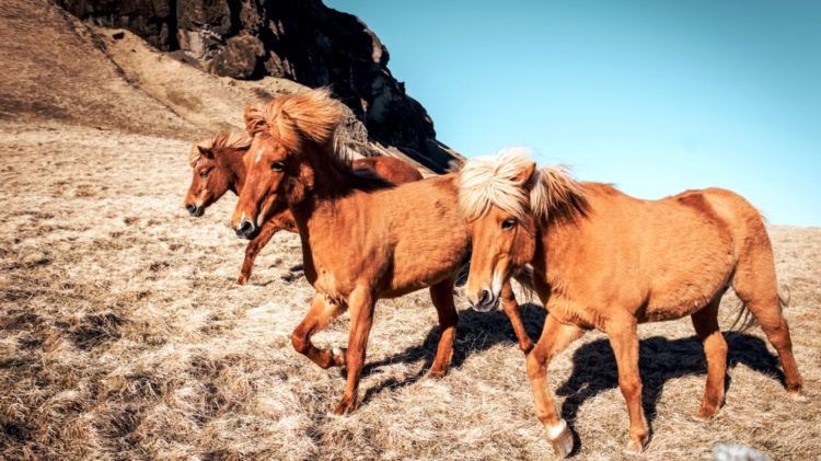 Icelandic Horses Photo Alice Donovan Rouse