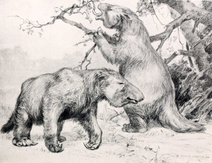 In South America, giant sloths—some the size of elephants—roamed the surface, and were, perhaps, expert tunnel diggers. (Credit Wikimedia Commons)