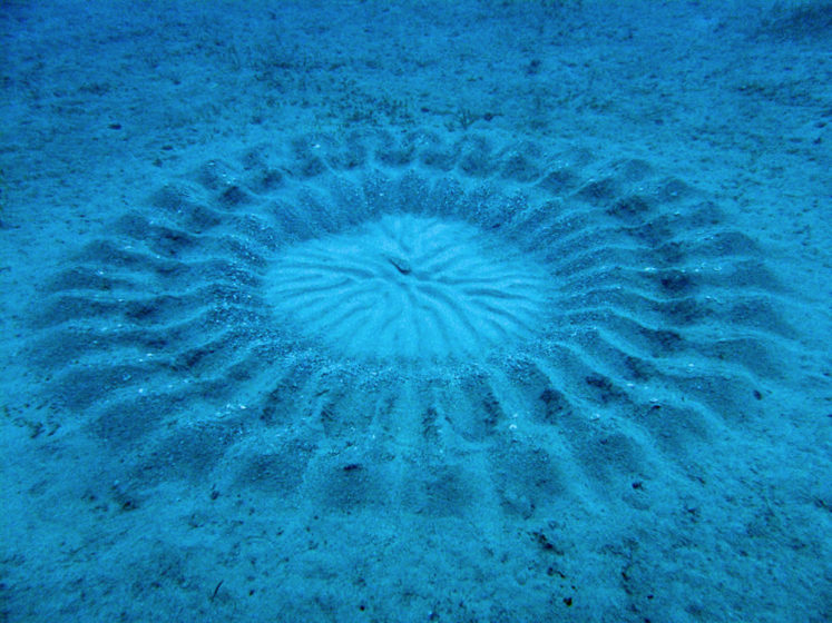 The discovery of amazing little puffer fish capable of creating elaborately designed underwater crop circles at the bottom of the ocean as part of an elaborate mating ritual. 