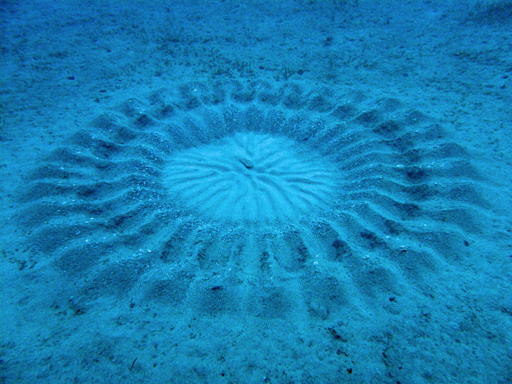 The discovery of amazing little puffer fish capable of creating elaborately designed ‘crop circles’ at the bottom of the ocean as part of an elaborate mating ritual.