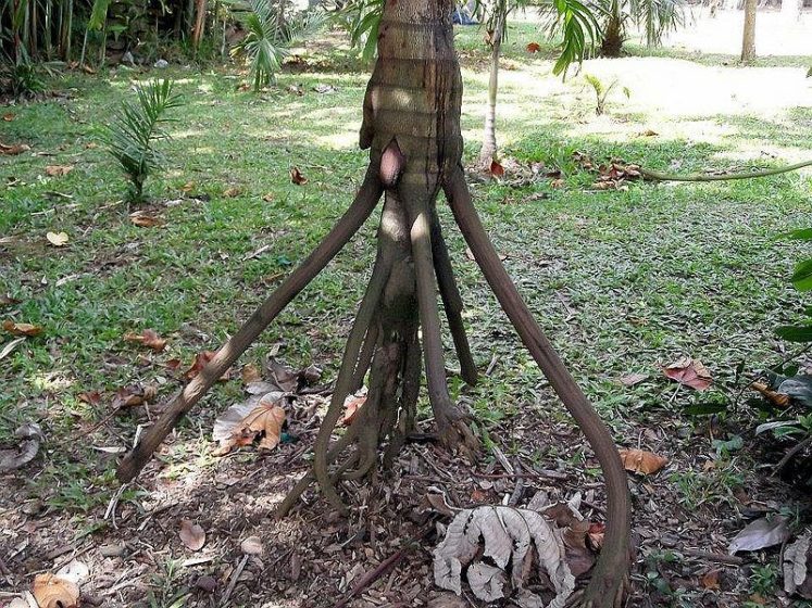 There is a palm tree that has allegedly developed a rather unique ability unbecoming of a plant “the ability to walk”. The palm tree is “Socratea exorrhiza”, also nicknamed the “Walking Palm”. 