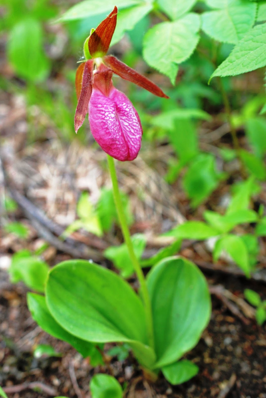 The Pink Lady Slipper Flower