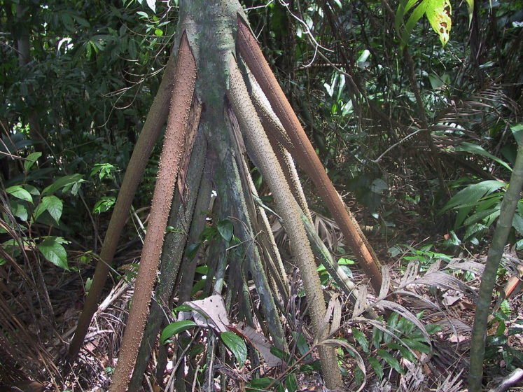 A close up view of the stilt roots