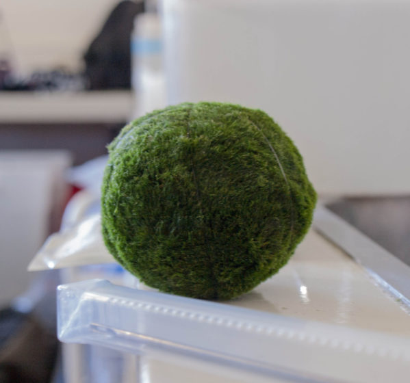 The species itself is called Moss Balls of Lake Myvatn and Lake Akan is a species of filamentous green algae named Aegagropila linnaei that grow into large green balls with a velvety appearance.
